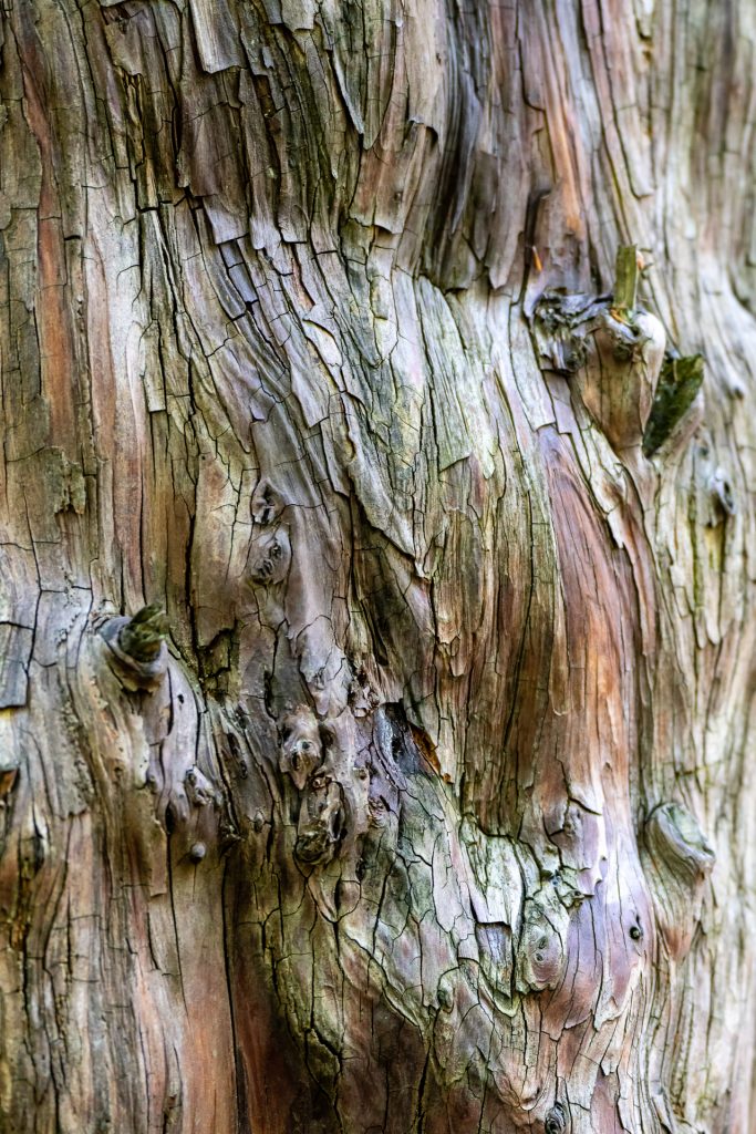 Baum Eibenrinde