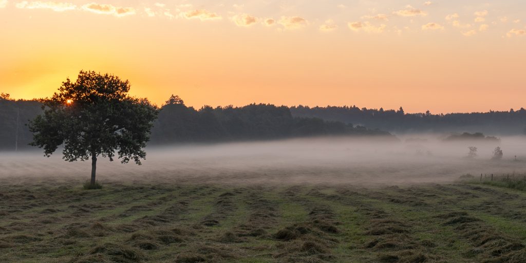 Baum im Morgenrot