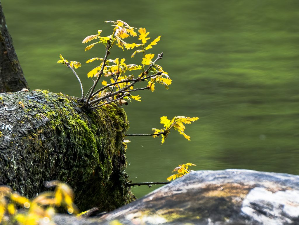Baum Schössling