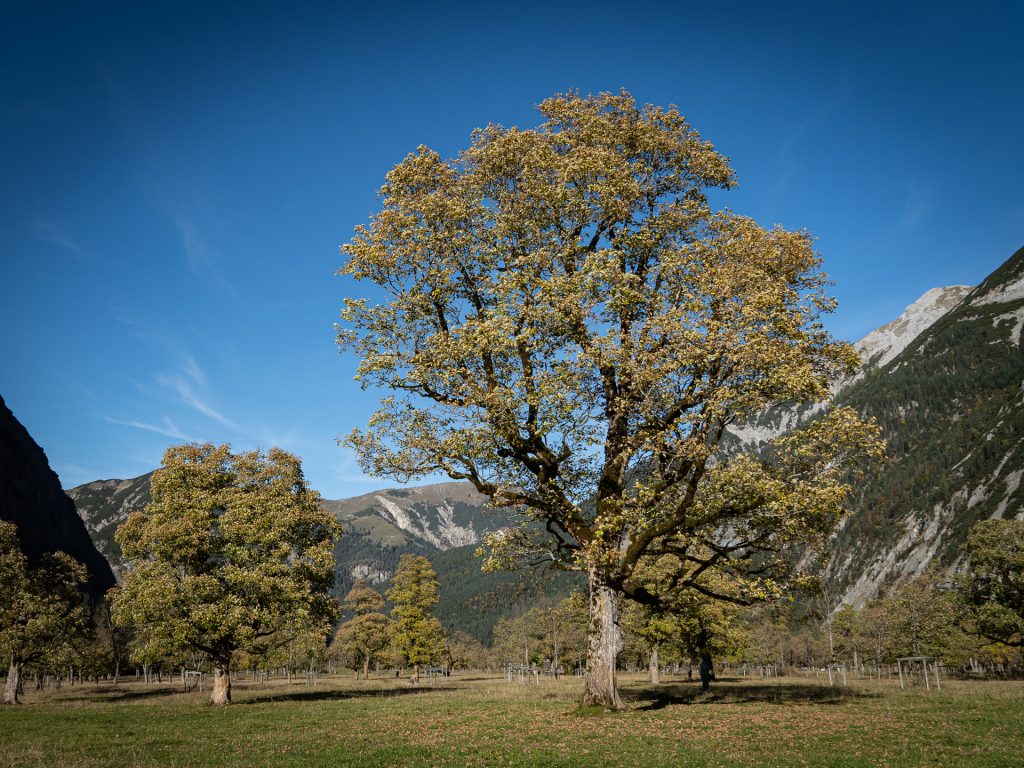 Ahornboden