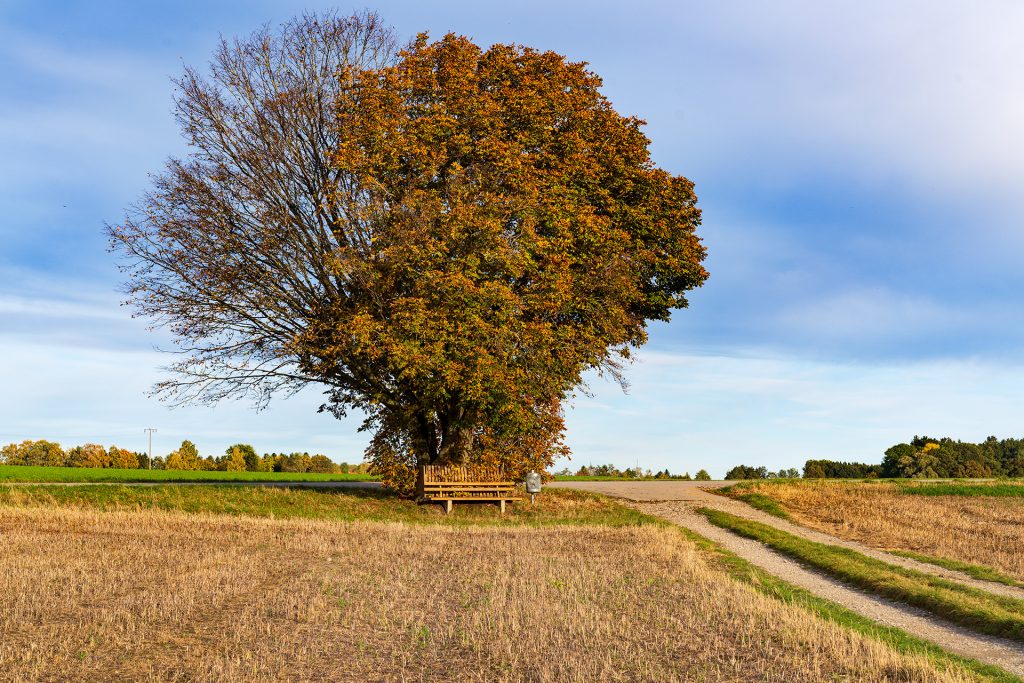 Baum bei Gelting