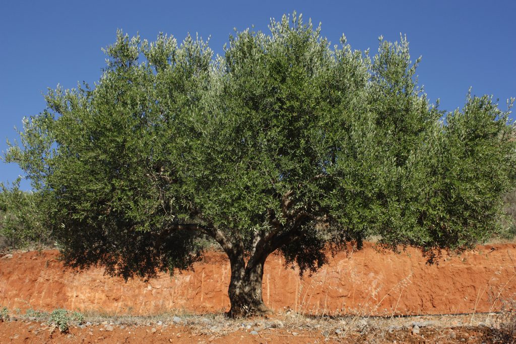 Olivenbaum