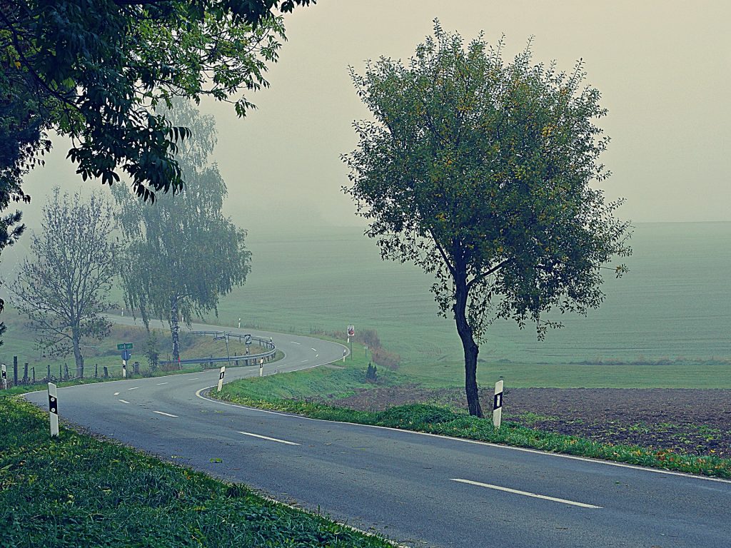 Strassenbäume im Nebel
