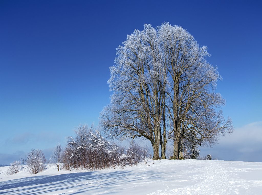 Ebersberger Linden bei Rauhreif