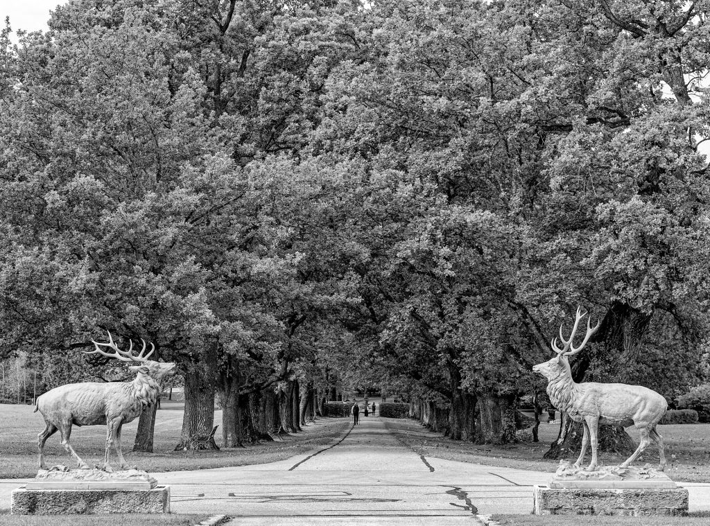 Allee mit Hirschen