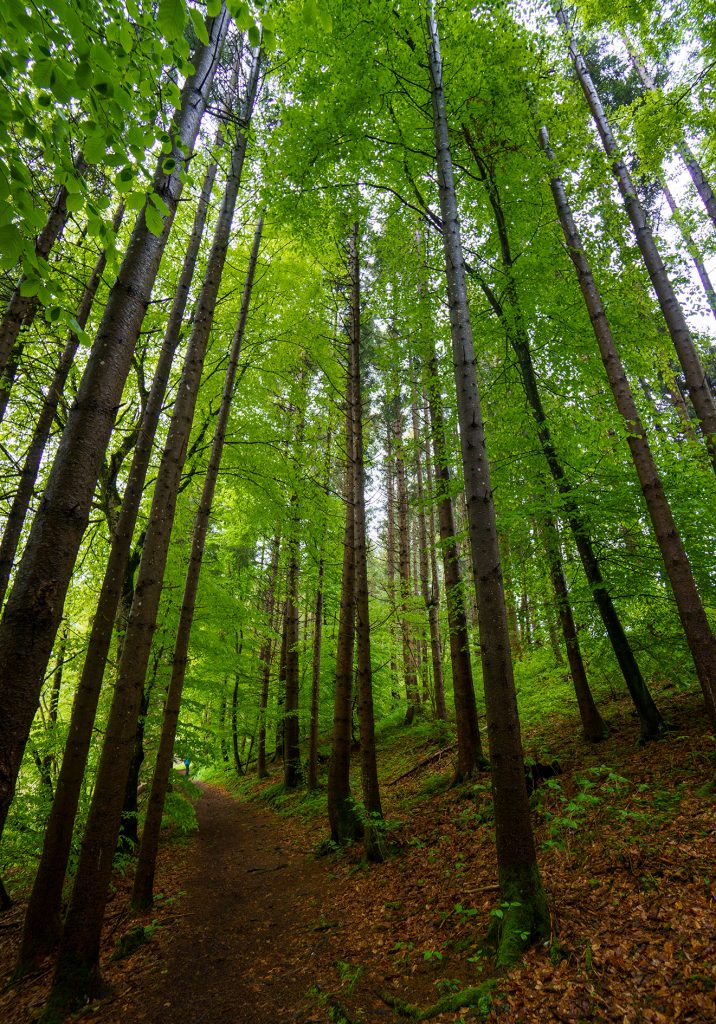 am Tanninger Weiher