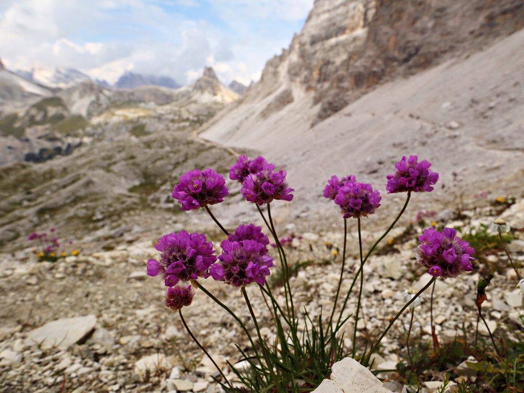 Alpen-Grasnelke