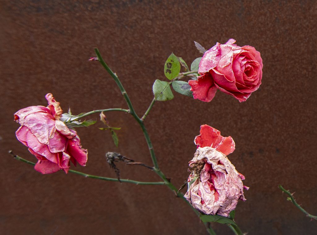 Die letzten Rosen 2023
