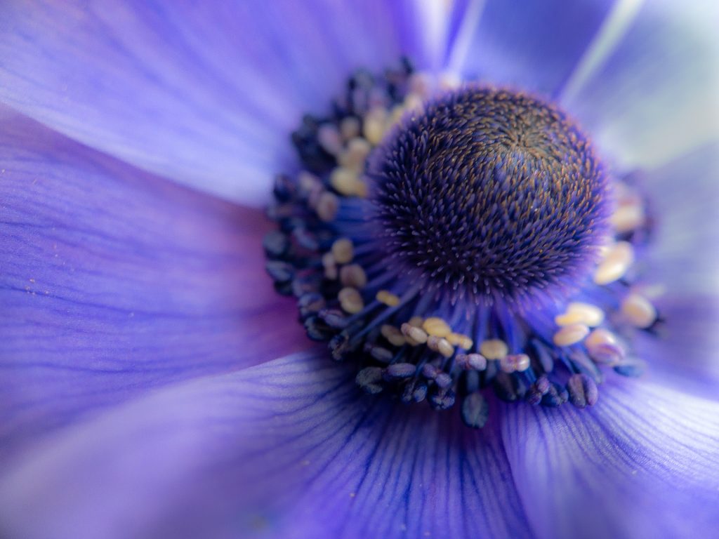Blaue Blüte