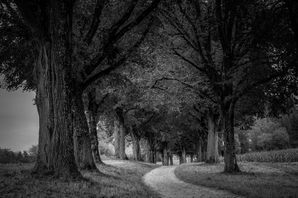Allee