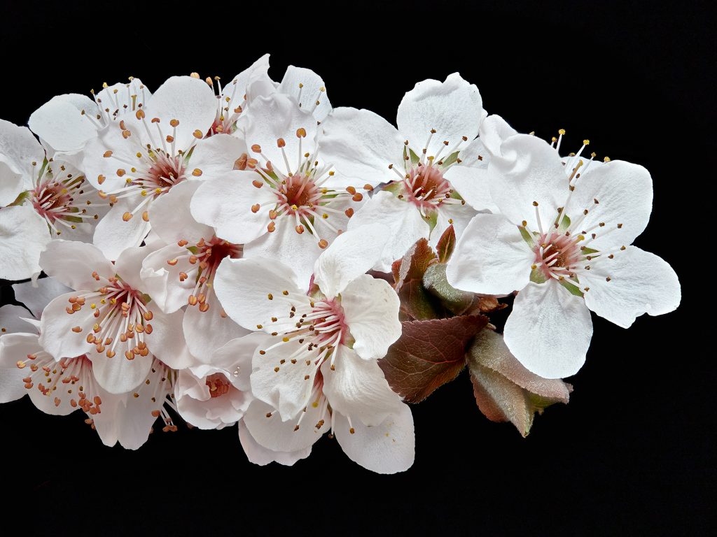 Kriacherlblüten