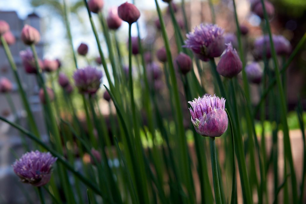 Schnittlauchblüte