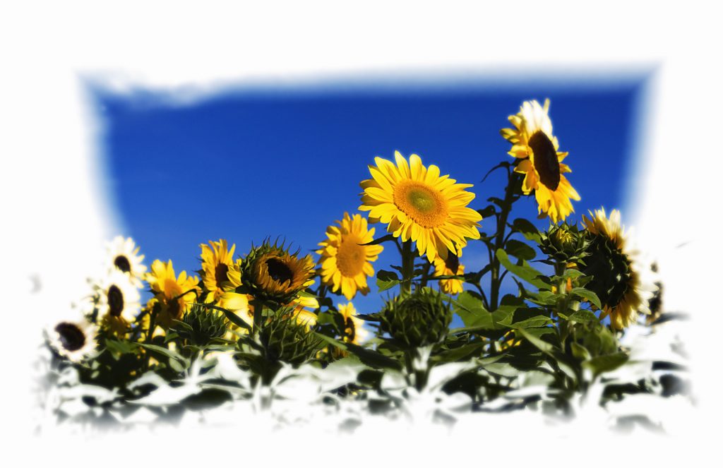 Sonnenblumen