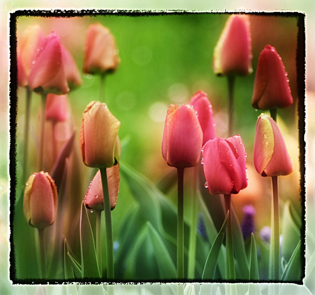 Tulpen