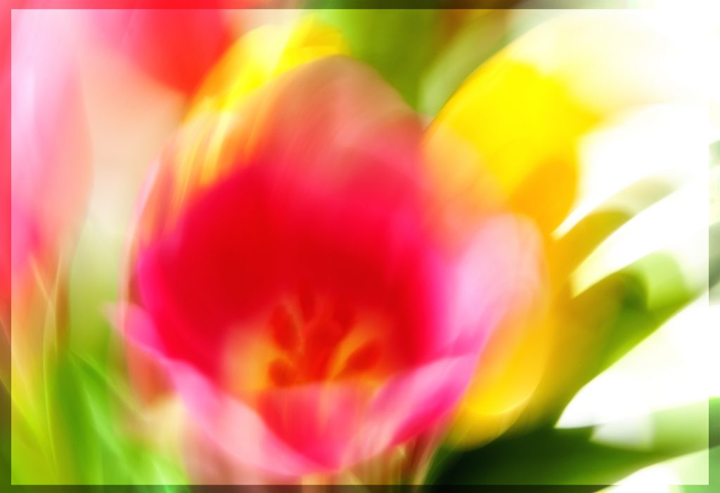 Tulpen gez.