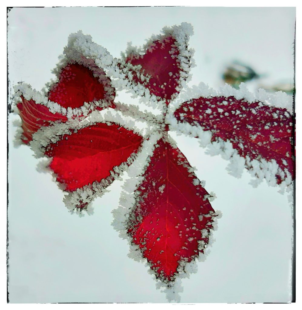 rotes Blatt