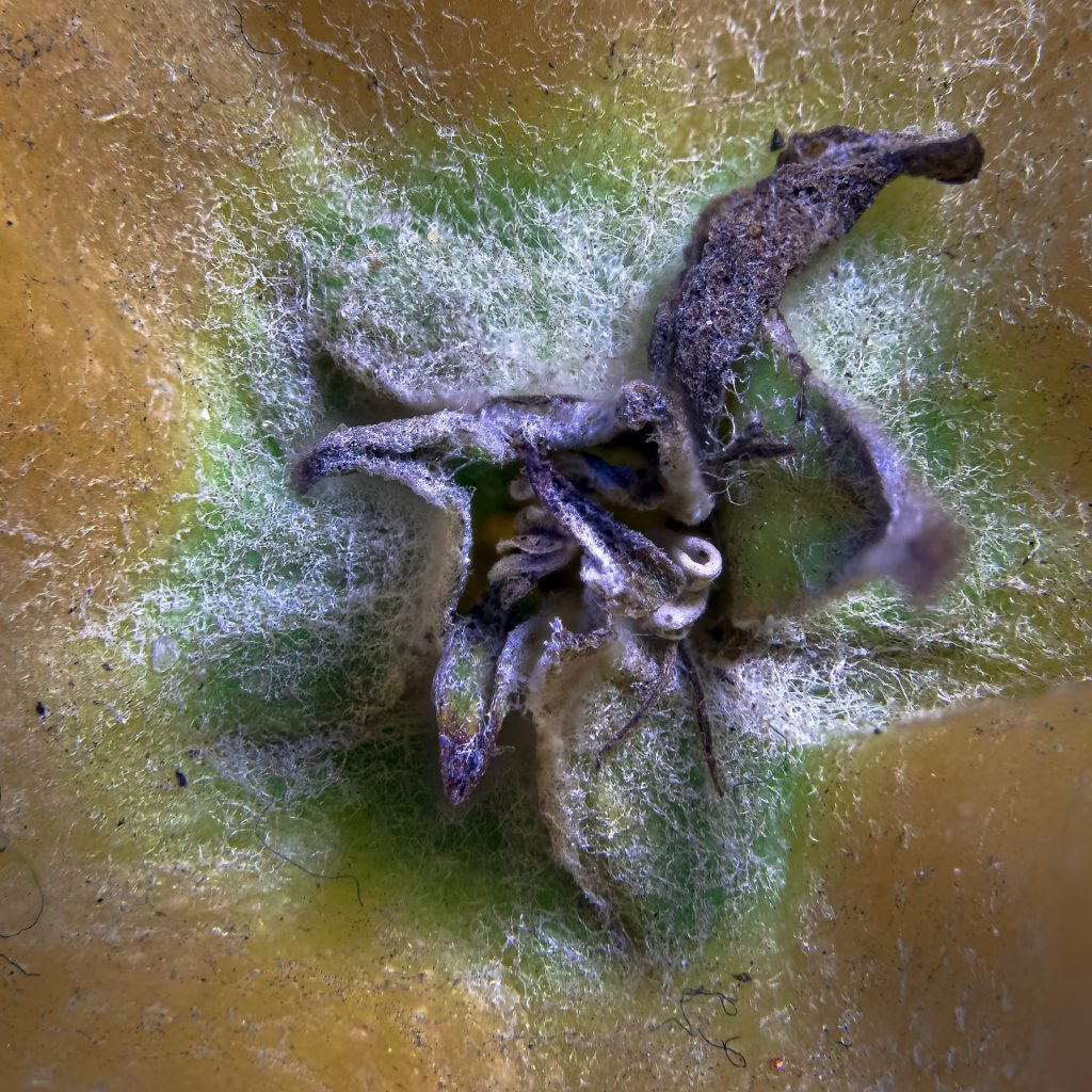 Apfel Blütenrest