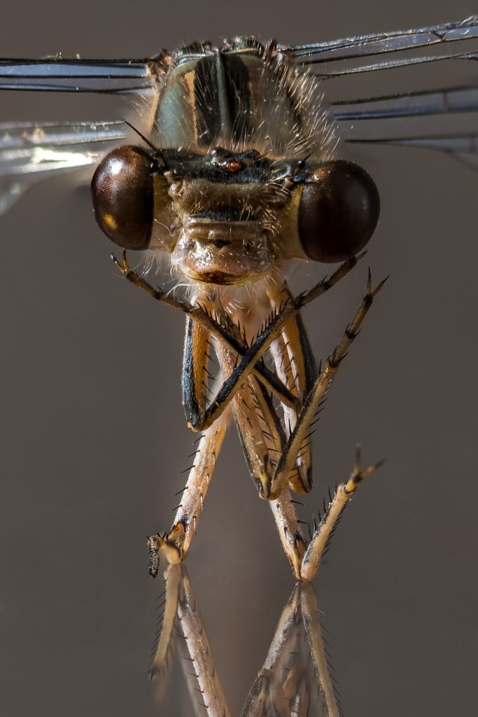 Libelle