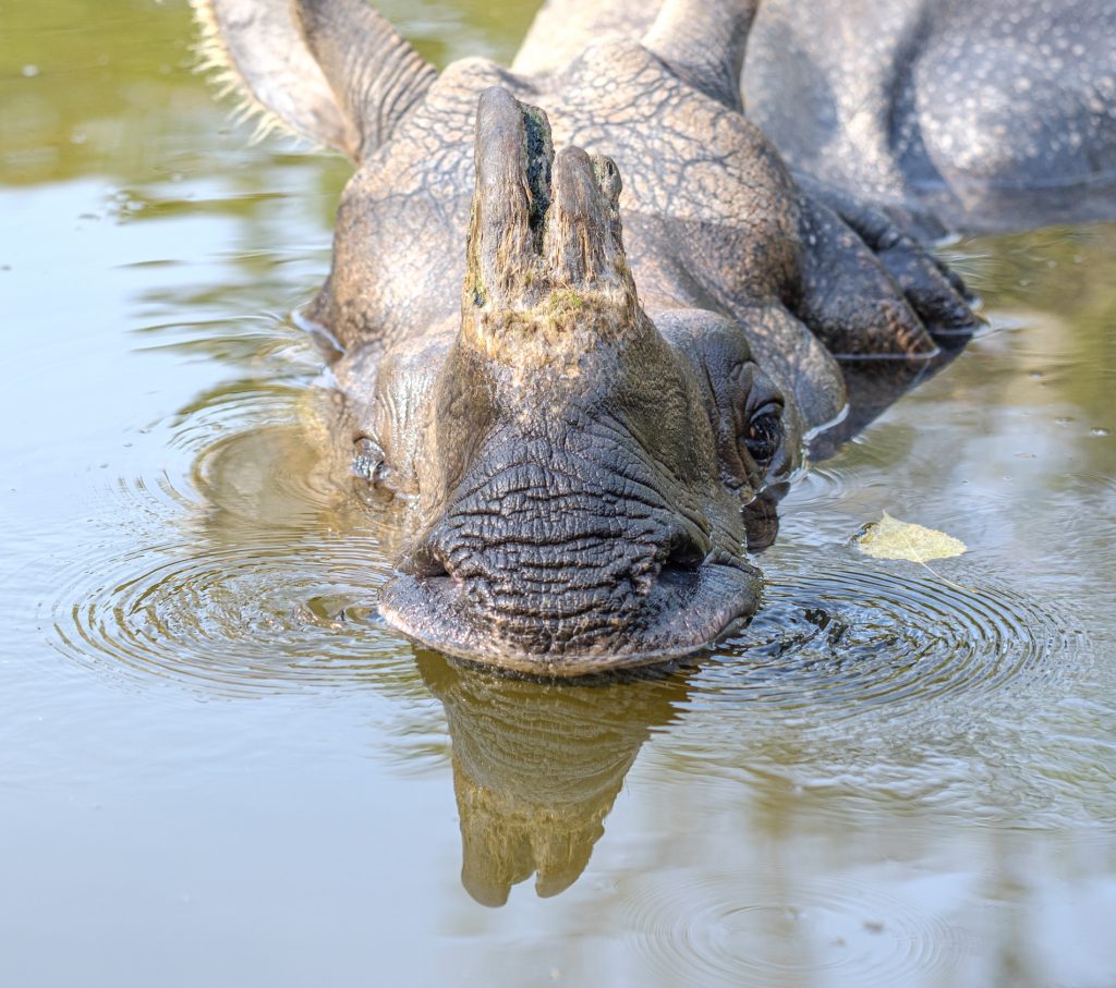 Nashorn im Wasser