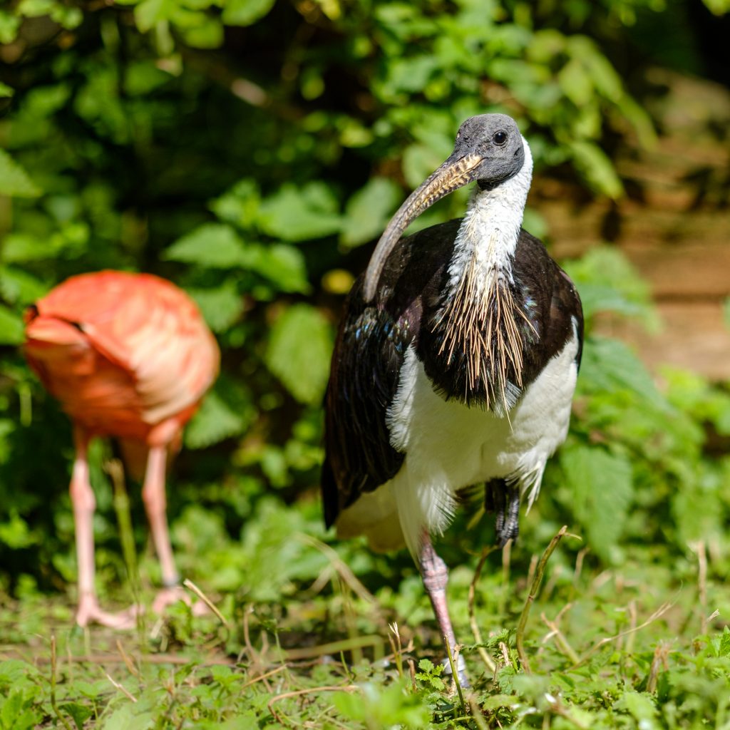 Ich habe einen schönen Schnabel