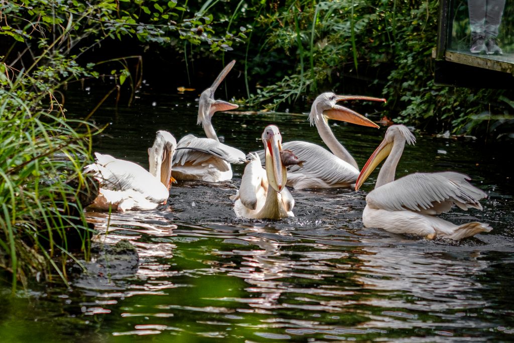 Fütterung der Pelikane