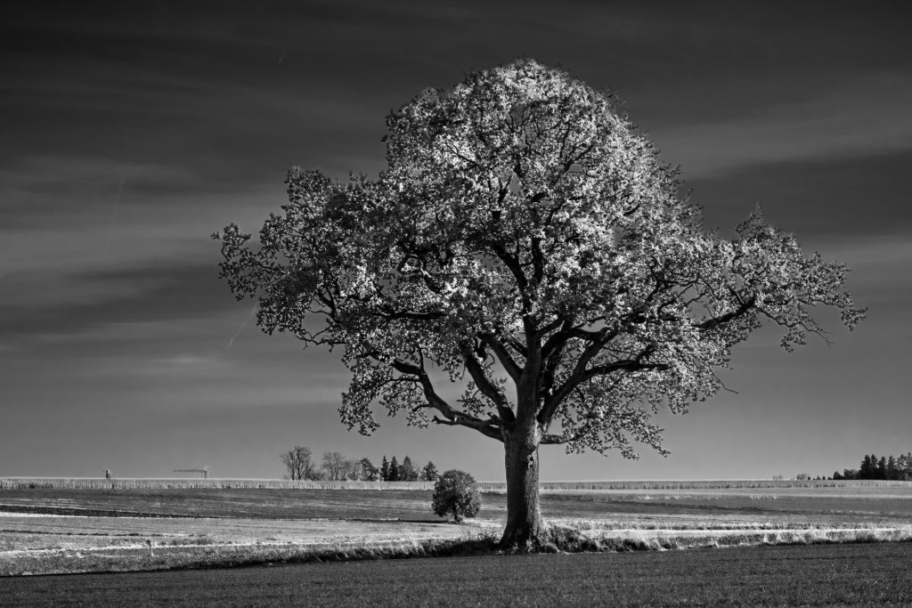Grosser und kleiner Baum