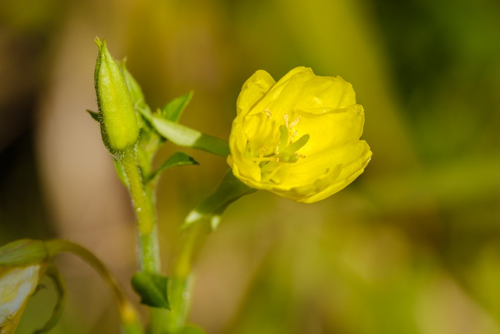 gelbe Blüte