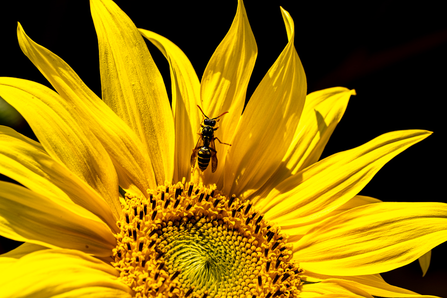 Sonnenblume mit Besuch