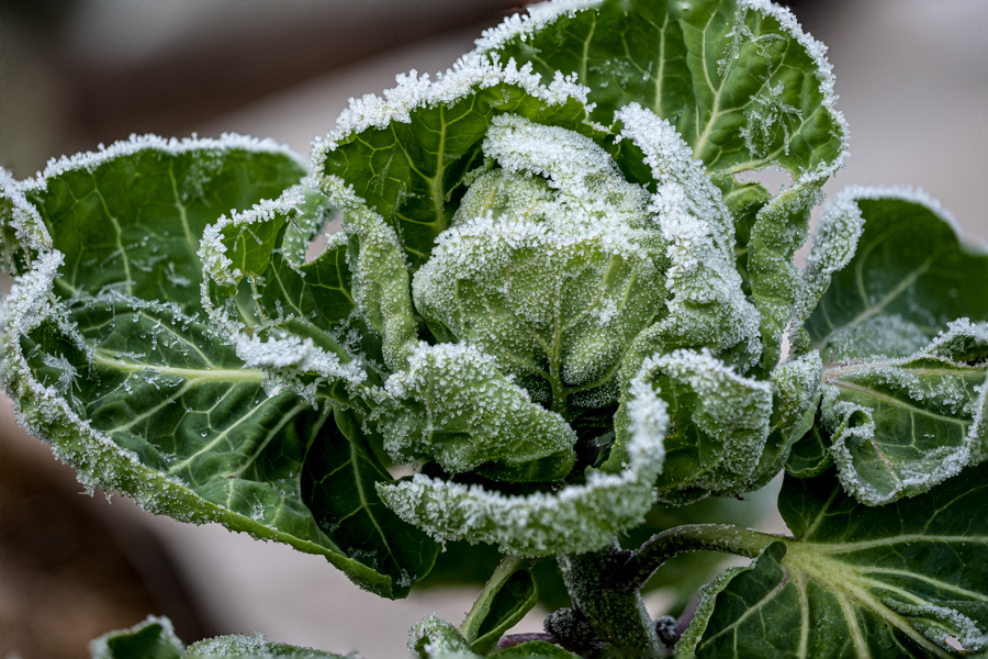 Rosenkohl mit Raureif
