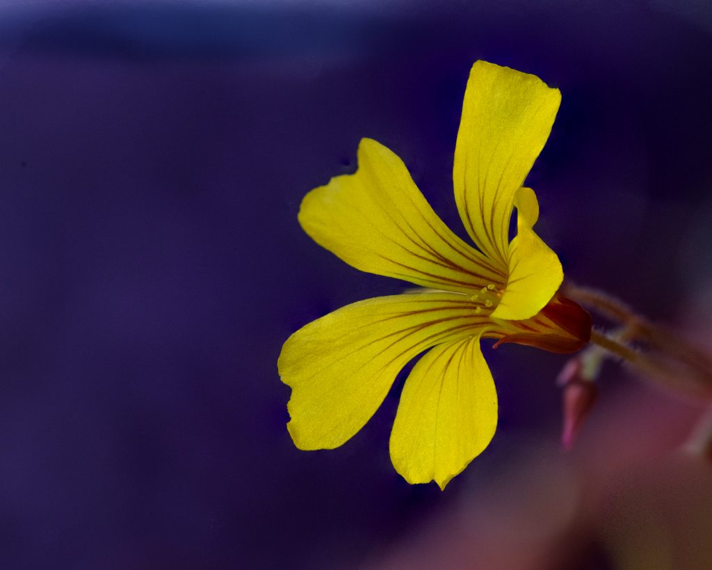 Sauerkleeblüte