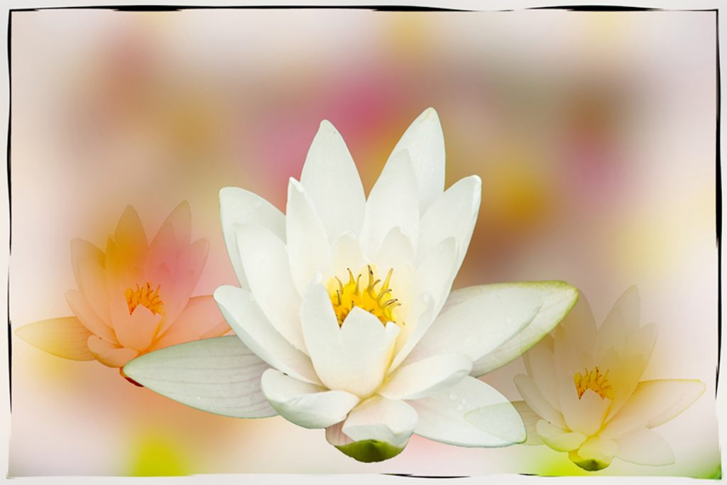 Seerose