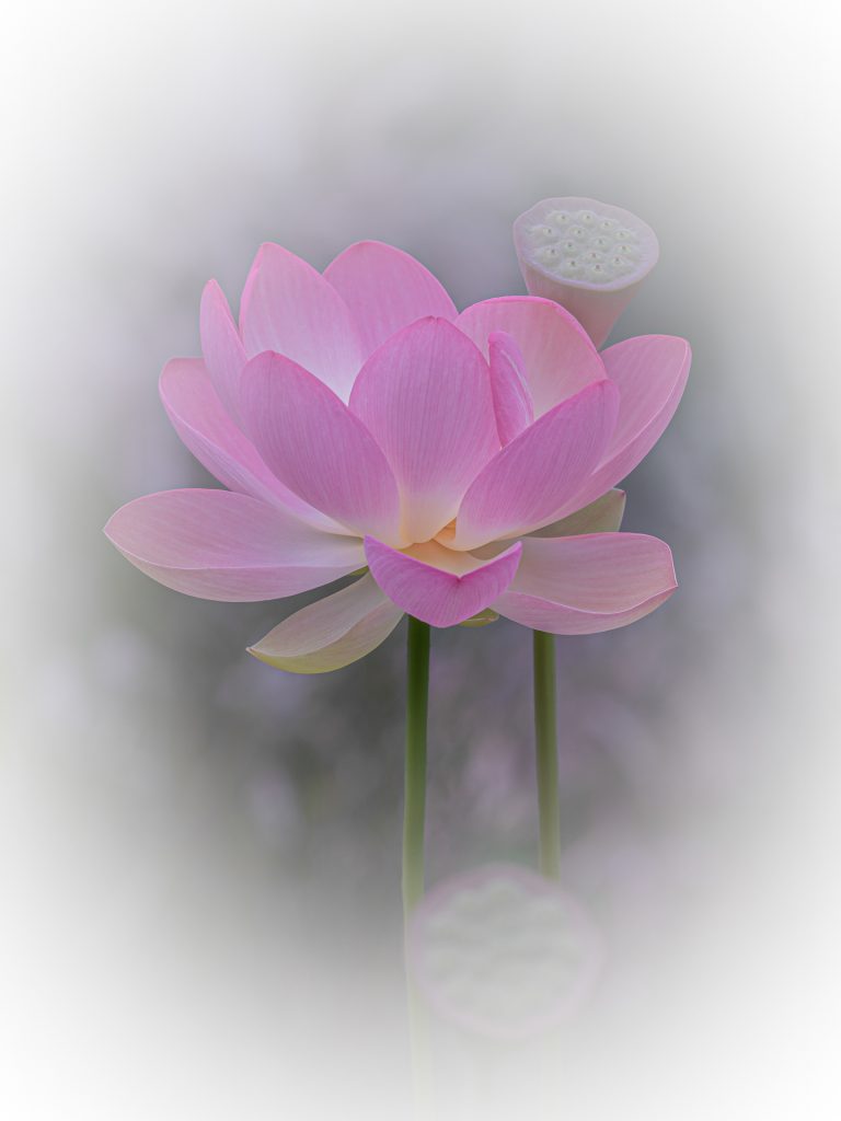 Annegret Kawan Lotus Blume