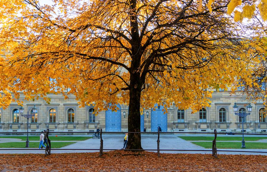 Baum im Hofgarten