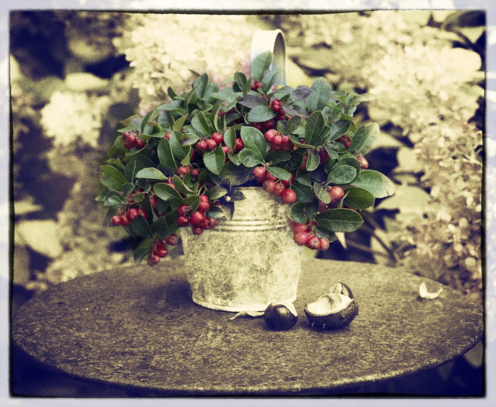 Herbst im Garten