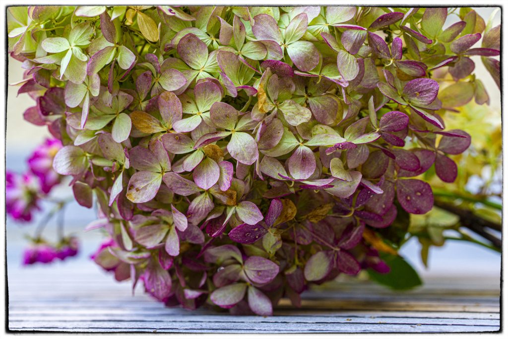 Hortensie