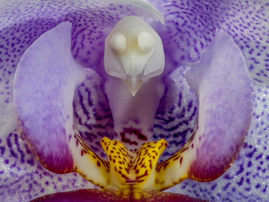 Orchidee 1,1:1