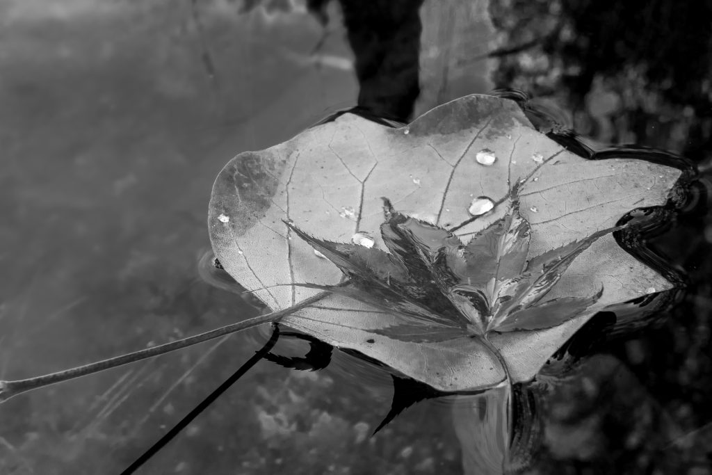 Herbstlaub