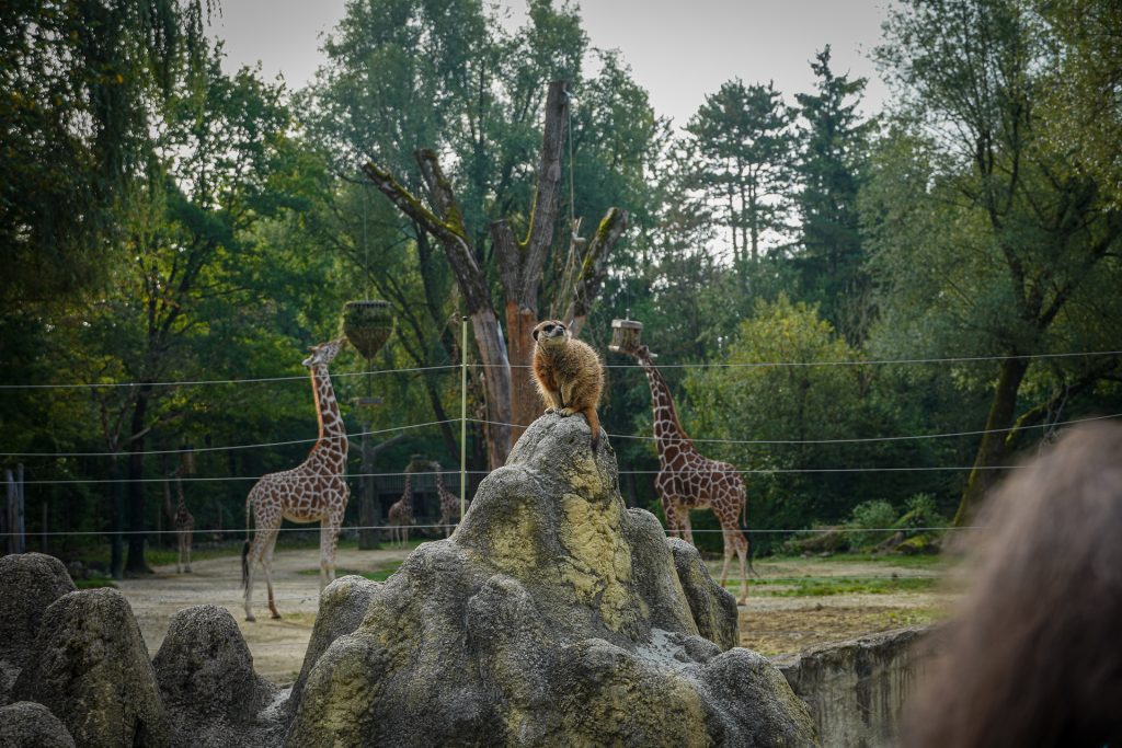 Ui so ein Wuschelkopf