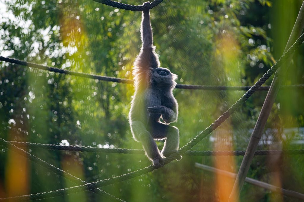 Affe durch Gestrüpp entdeckt