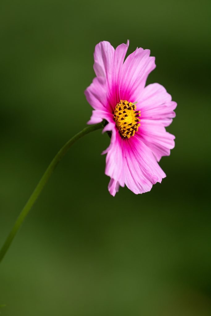 Blüte im Garten