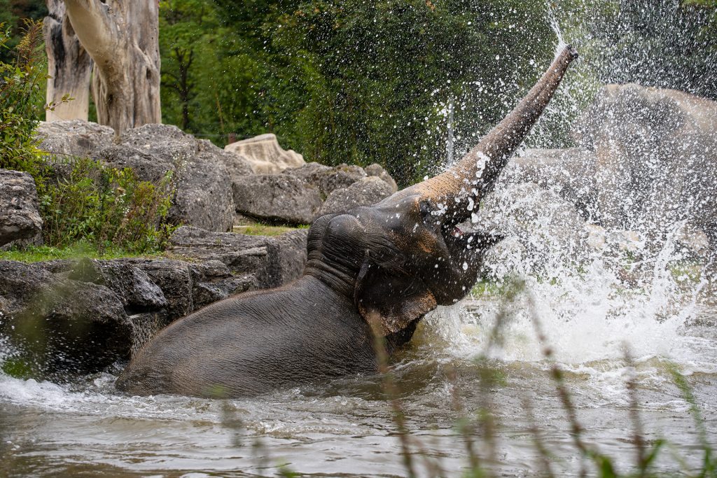 Elefanten-Plantscherei