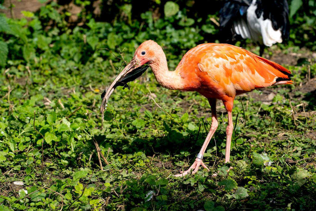 Gastgeschenk vom roten Vogel