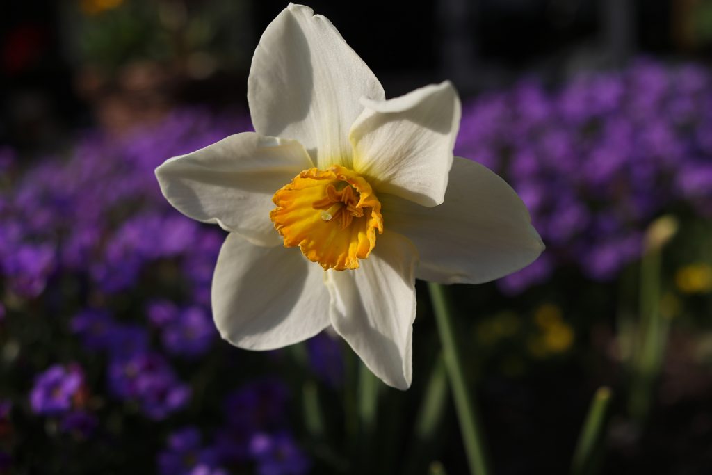 Narzisse im Garten