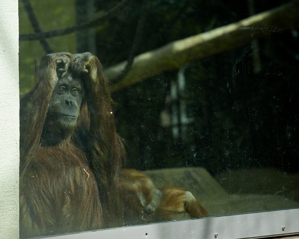 Orangutan - eingesperrt