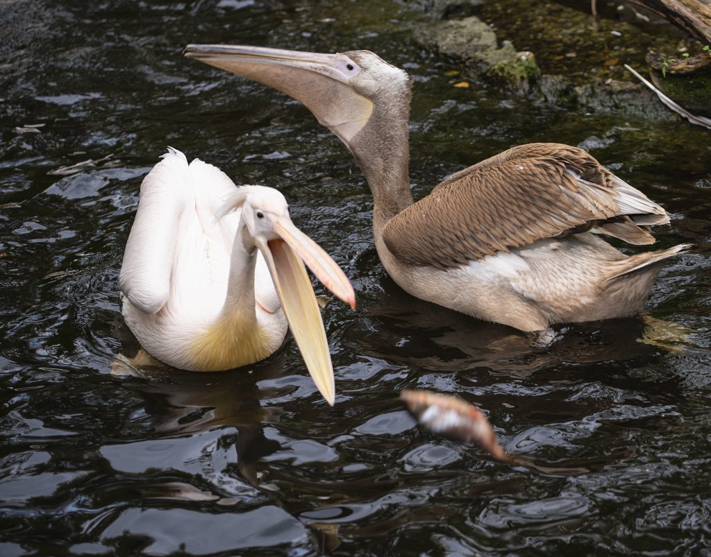 Pelikan, schnapp du ihn!