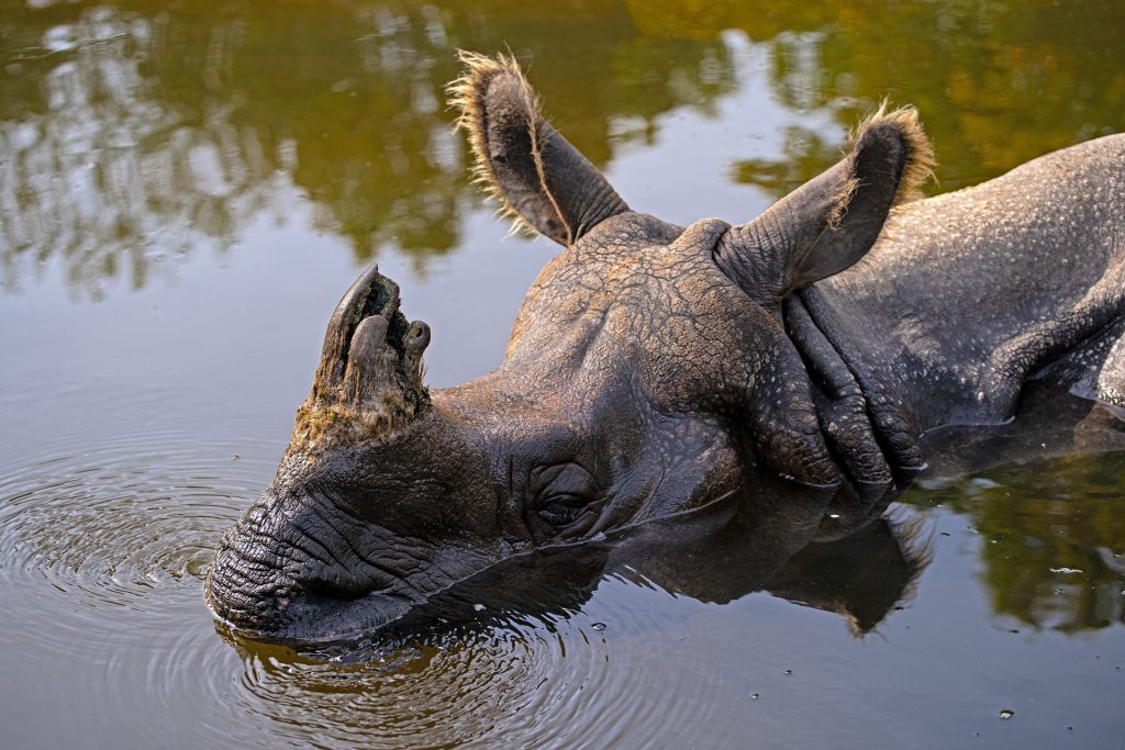 Schnaubendes Nashorn