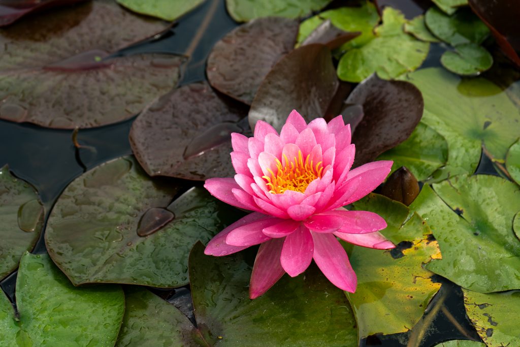 Seerose