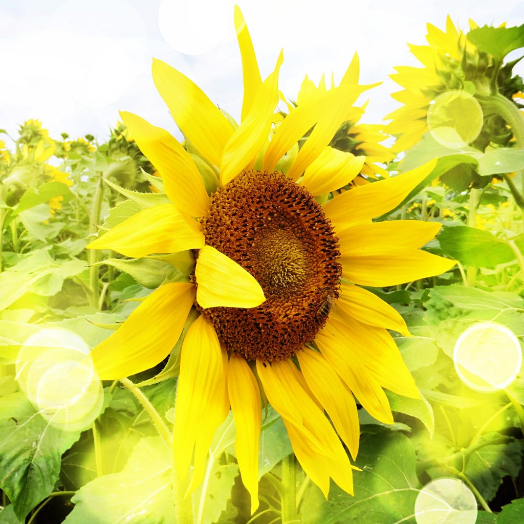 Sonnenblumenfeld