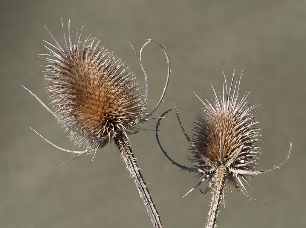 Silberdistel 2021