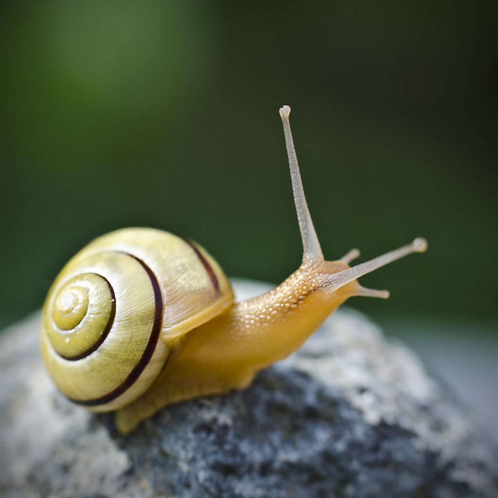 Kleine Schnecke